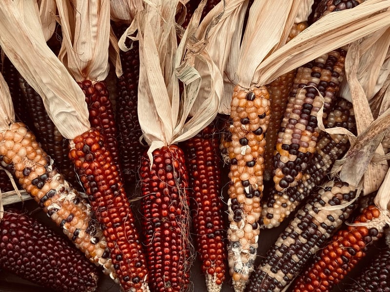Fall Harvest Specials
